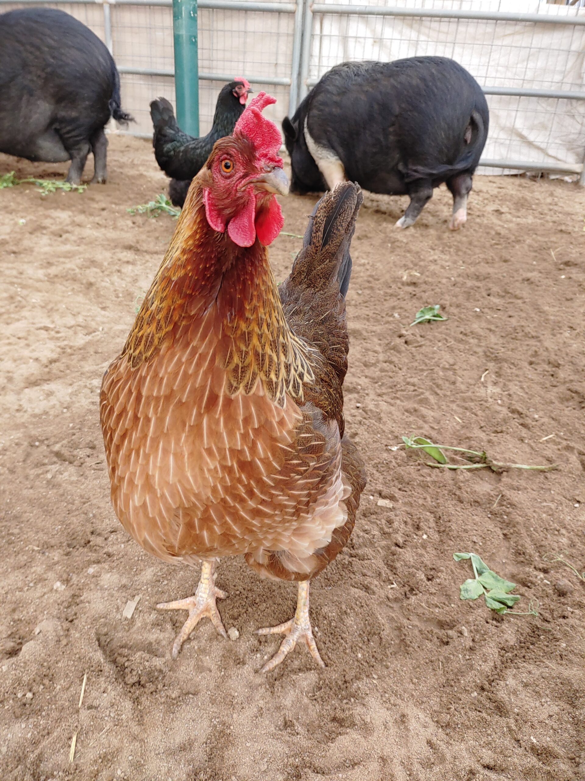 The Hens at Sale Ranch