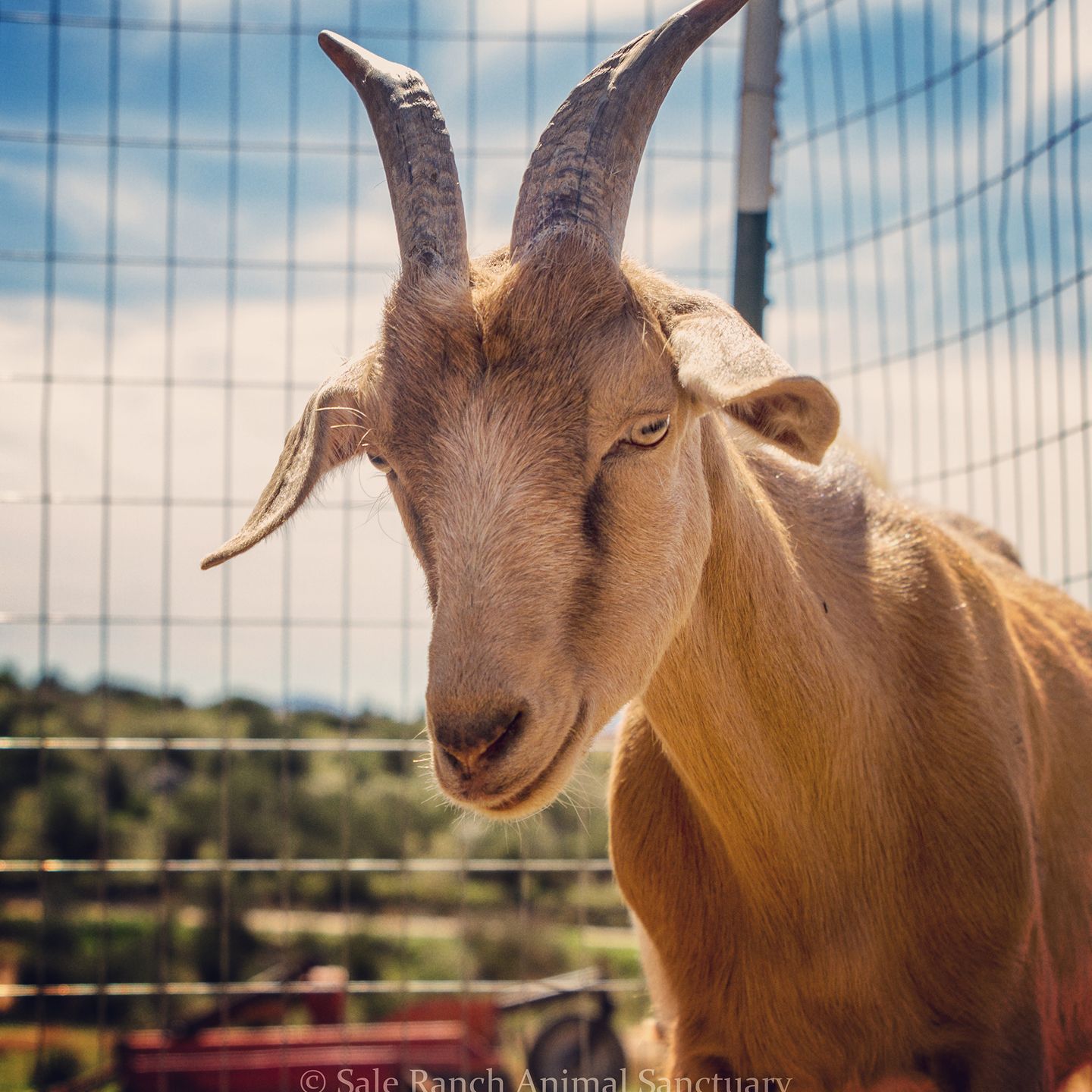 Ellen the goat