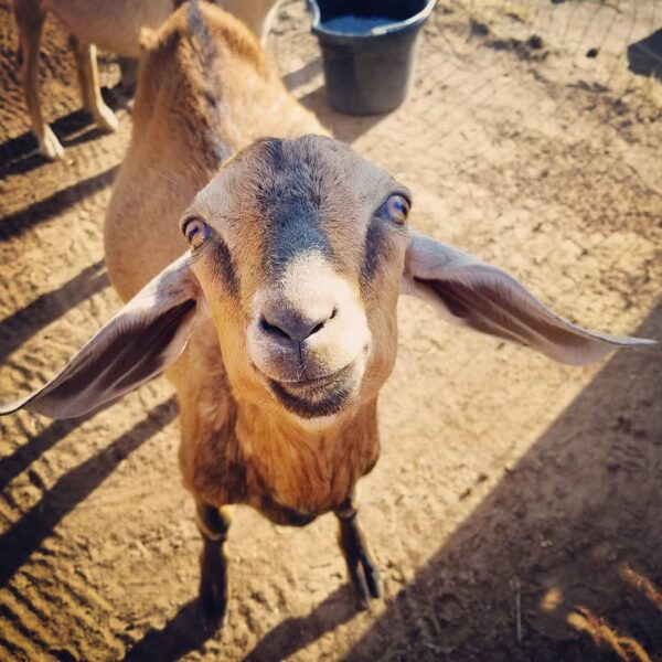 Lenny Kravitz the Goat