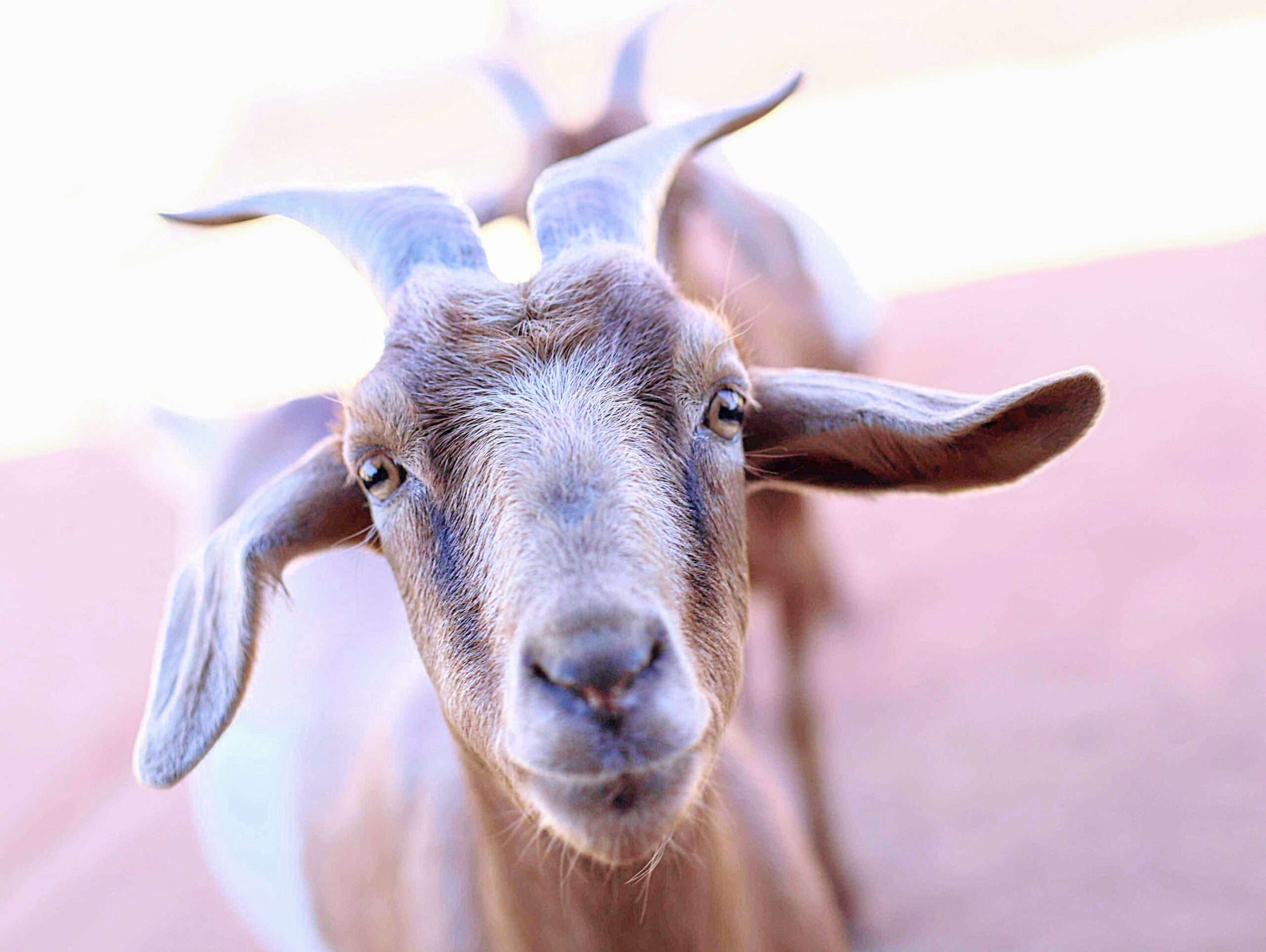 Harper the goat
