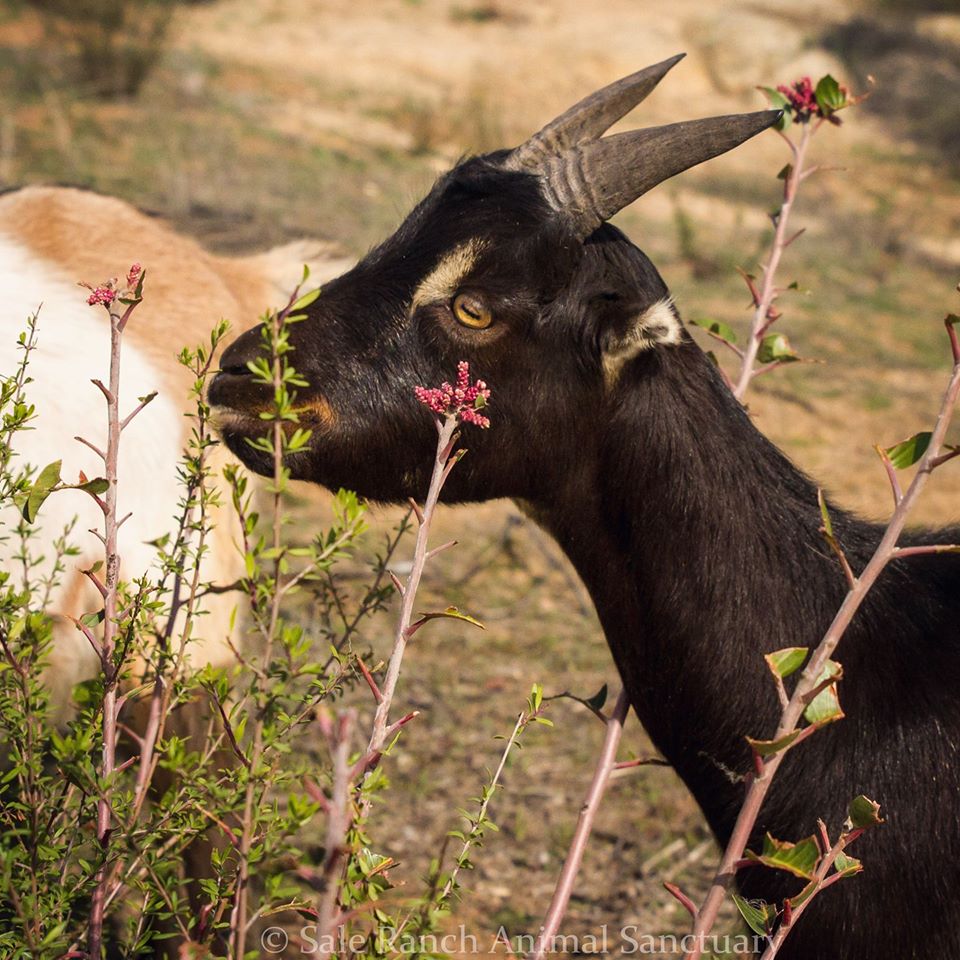 Simon the goat