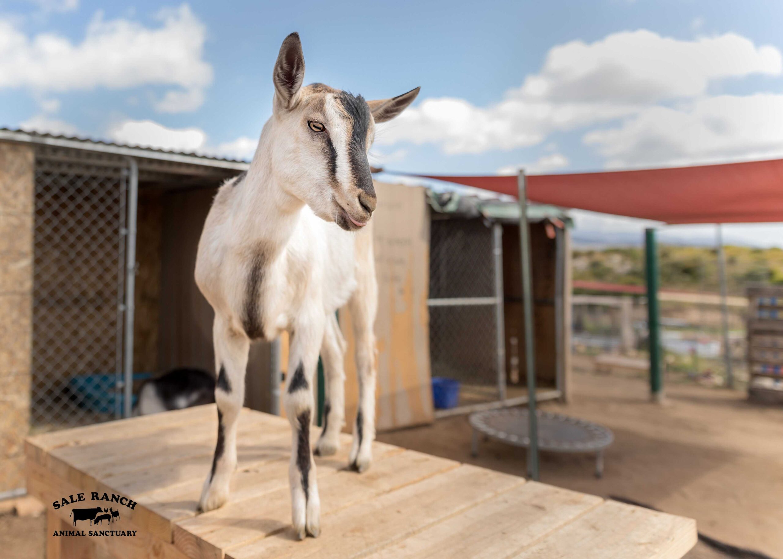 Ziigy the goat