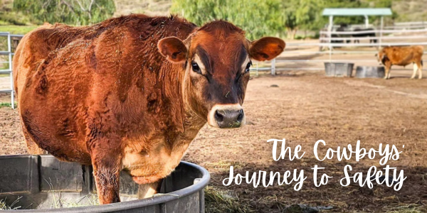 cow standing in feed bucket