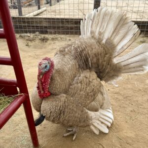 Born blind and full of attitude, Ari made his way to Sale Ranch many years ago. He may not get along with other birds, but he found his people among the goats. Ari loves to strut, chat, and enjoy his daily routine of relaxation and hanging out with Ginger Goat.