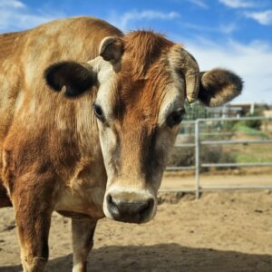 Born blind on a dairy farm, Waffles was taken from his mother and nearly destroyed before kindness stepped in. Though he cannot see, he moves through life with a huge heart and gentle spirit. One of his favorite treats is banana.