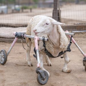 Lillybelle was rescued in crisis with front legs twisted and weakened by inbreeding. Despite her challenges, she is pure sunshine and full of personality. She loves food, bootie scritches, and spending time with her best friend, Ruby Rae.