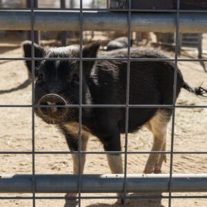 Purchased as a piglet to be raised for food, Molly arrived at Sale Ranch in crisis after another piglet stepped on her and crushed her foot. Today, she is healed, happy, and full of charm. This tiny love bug enjoys belly rubs, garden snacks, and naps in the afternoon breeze.