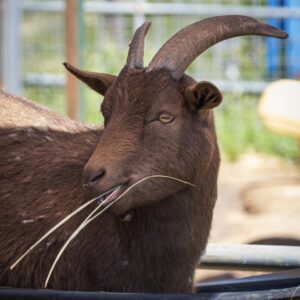 Born during Covid, Oakie suffered a preventable medical issue that left him in crisis due to a lack of proper care and oversight. He arrived at the ranch with his twin sister, and both are now safe, loved, and thriving. Oakie loves cheek scritches, snackies, and all the good things sanctuary life has to offer.