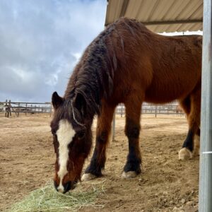 Waylon was shipped to slaughter, then exploited in the name of entertainment before kindness stepped in and saved his life. Though the scars he carries, both inside and out, will always be part of his story, he now thrives in the quiet safety of the ranch alongside his companion, Gigi. Waylon is finally living the peaceful life he always deserved.